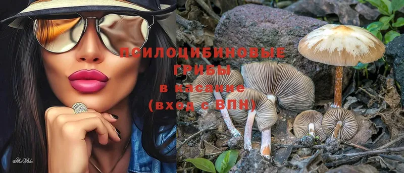 Псилоцибиновые грибы Psilocybine cubensis  Николаевск-на-Амуре 